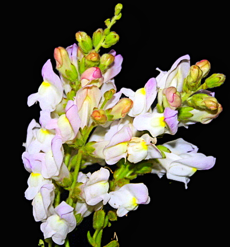 Bonne et agréable semaine fleurie.