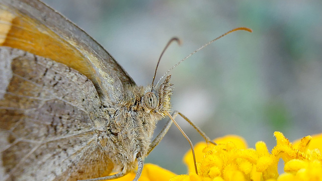 Le procris... petit papillon des foins,