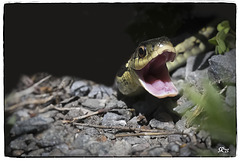 Open Mouth Garter Snake