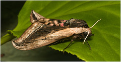 EF7A4072 Private Hawk Moth