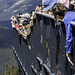 Peyto Lake View Point ... P.i.P.  (© Buelipix)