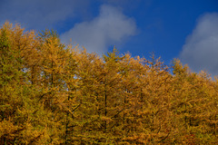 Autumn trees at Blackshaw Clough