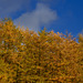 Autumn trees at Blackshaw Clough