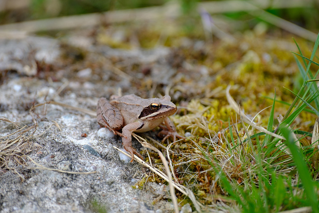 Springfrosch