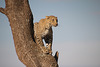 Leopard in a tree.