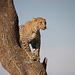 Leopard in a tree.