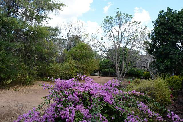 Botswana Flowerbed