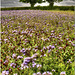 Meadow Flowers