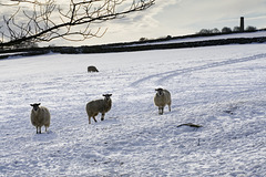 Snow sheep and Ladywash