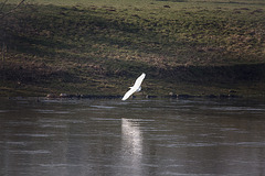 20150216 7018VRTw [D~SHG] Silberreiher Casmerodius albus), Weser, Rinteln