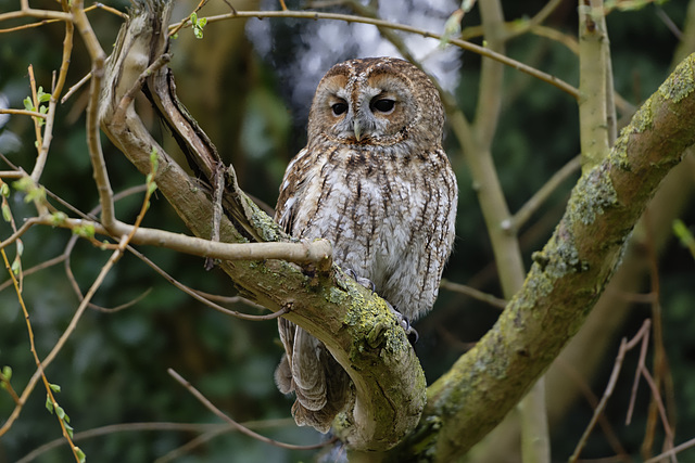 Tawny Owl