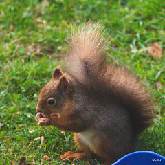 Red Squirrel