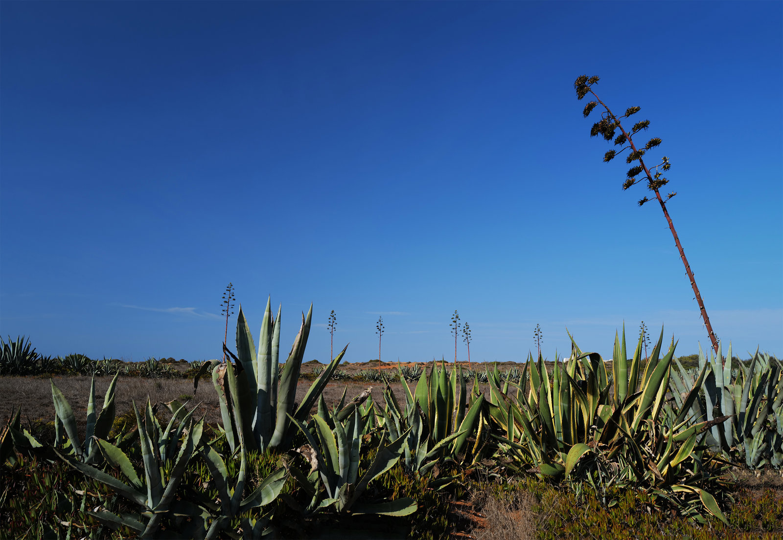 Agave americana, Sagres