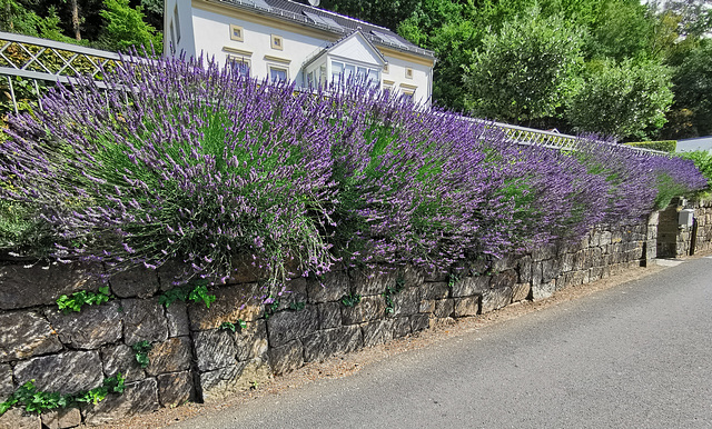 Lavendel im Elbtal