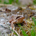 Springfrosch