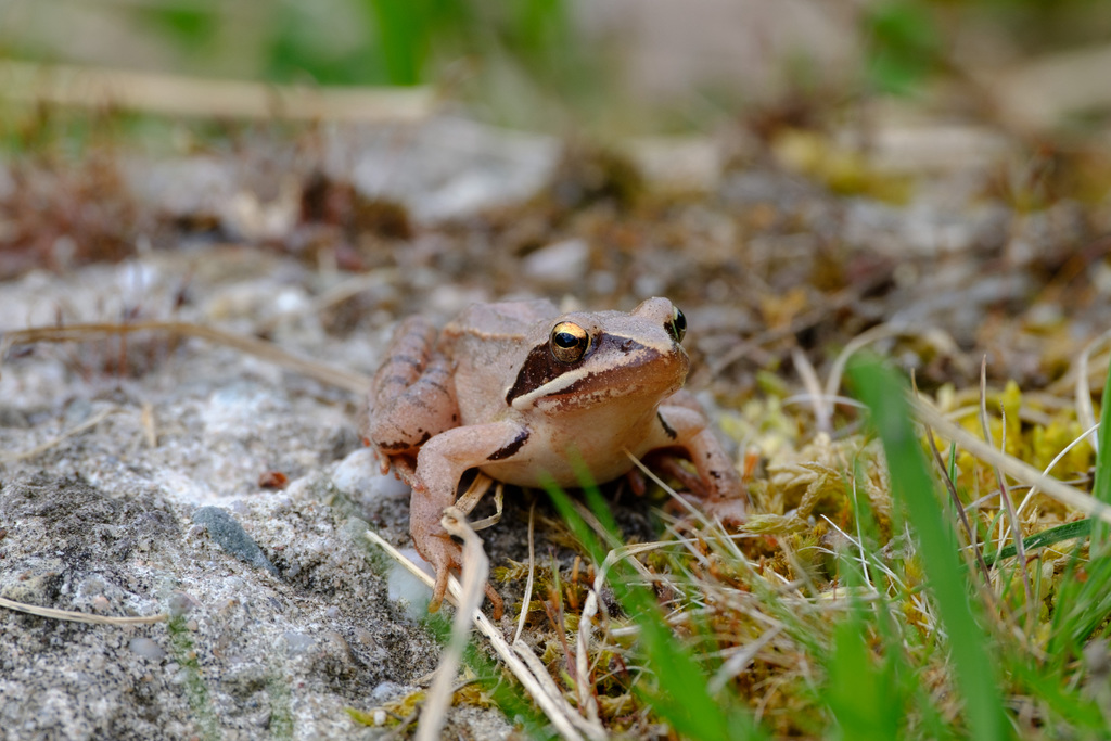 Springfrosch