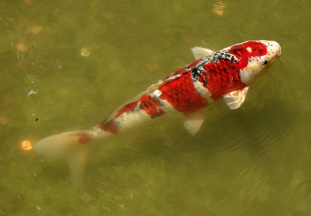 Colorful Koi (0231)