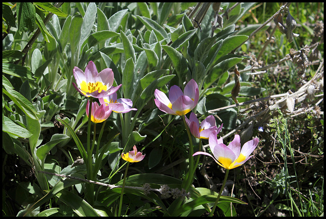 Tulipa bakeri