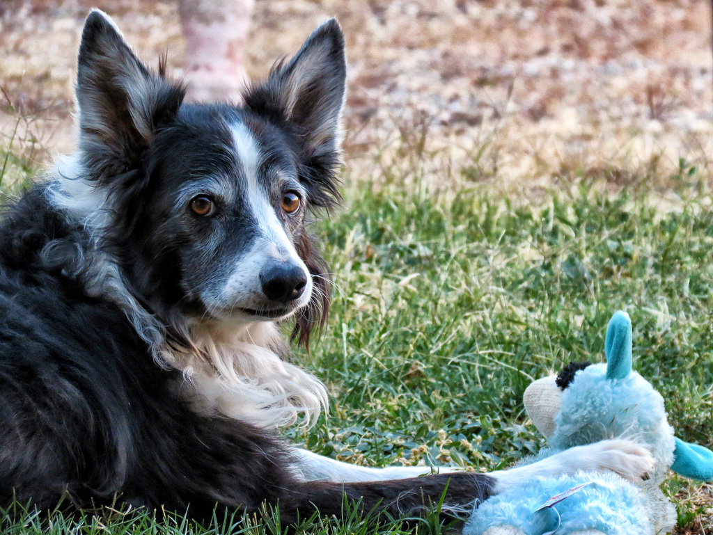 Idaho & Lambchop