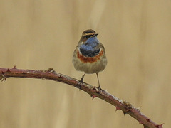 20180403 3439CPw [D~AUR] Blaukehlchen (Luscinia svecia), Leybucht, Greetsiel