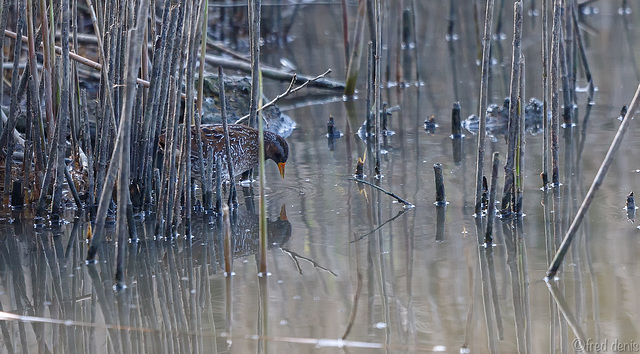 Marouette ponctuée -Porzana porzana - Spotted Crake