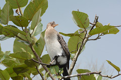 Uganda, Mabamba Wetlands, The White-Breasted Cormorant