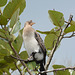 Uganda, Mabamba Wetlands, The White-Breasted Cormorant
