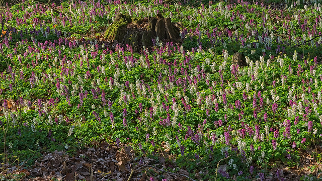 Hohler Lerchensporn im Auwald