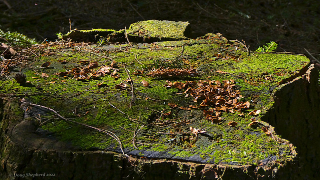 Squirrel dining area (messy eater!)