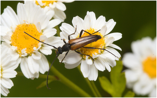 EF7A4129 Beetle