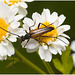 EF7A4129 Beetle