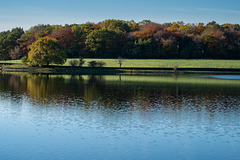 Cat Wood over the Reservoir