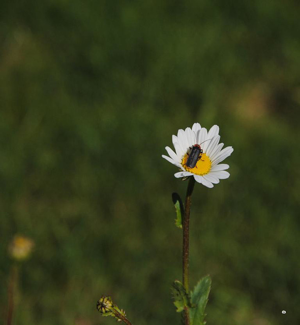 Margerite mit Besuch