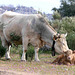 Valencia de Alcántara - Cows