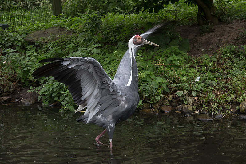 20140926 5470VRAw [D~SFA] Vogelpark, Walsrode