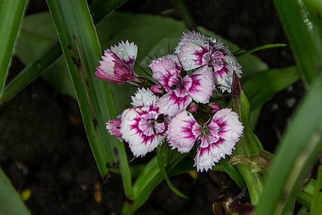 20150703 8402VRAw [D~RI] Rinteln