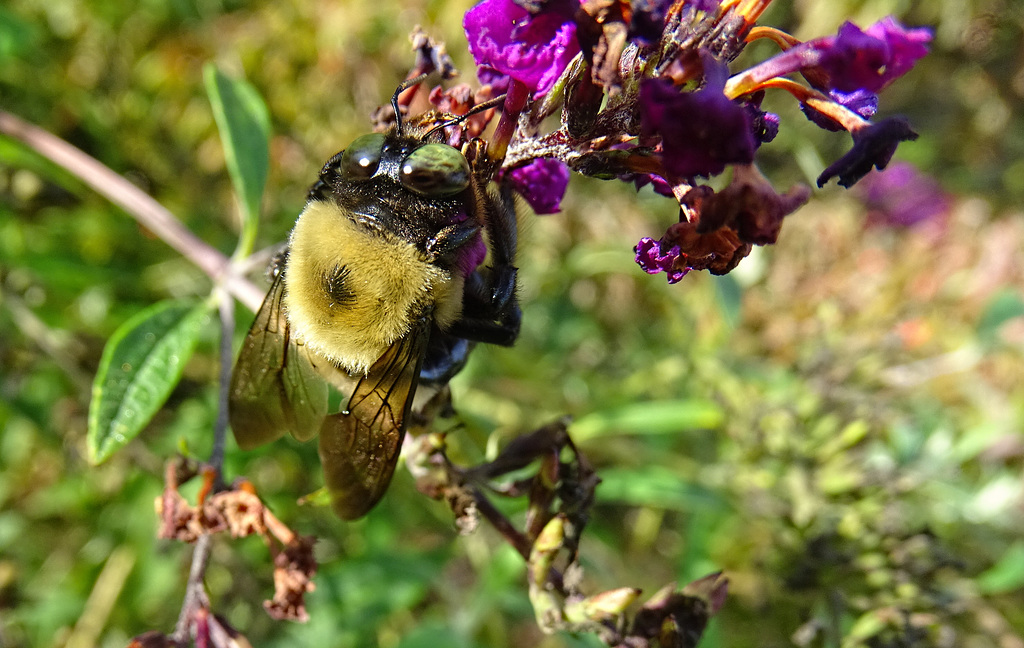 carpenter bee