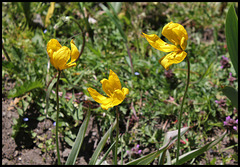 Tulipa sylvestris  (1)