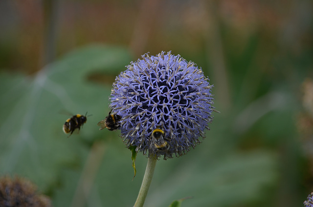 Powerscourt Gardens, Third Bumblebee on Final Approach