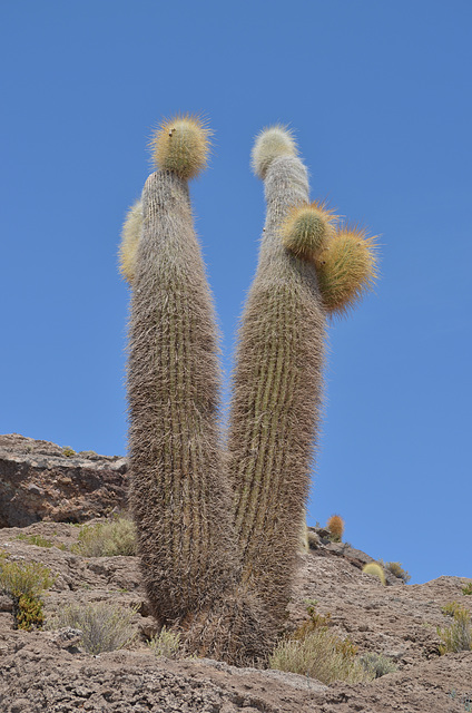 Bolivia, Cactuses of Isla del Pescado (Fish Island)