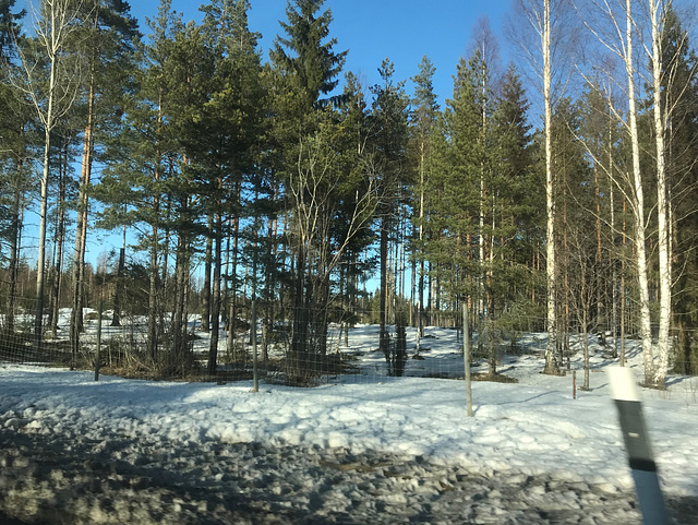 moose fence by the highway