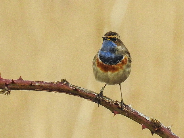 20180403 3440CPw [D~AUR] Blaukehlchen (Luscinia svecia), Leybucht, Greetsiel