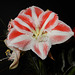 Hippeastrum