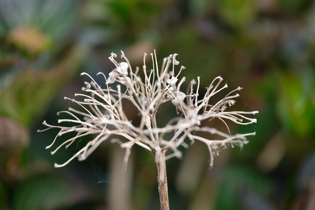 DSCF7589