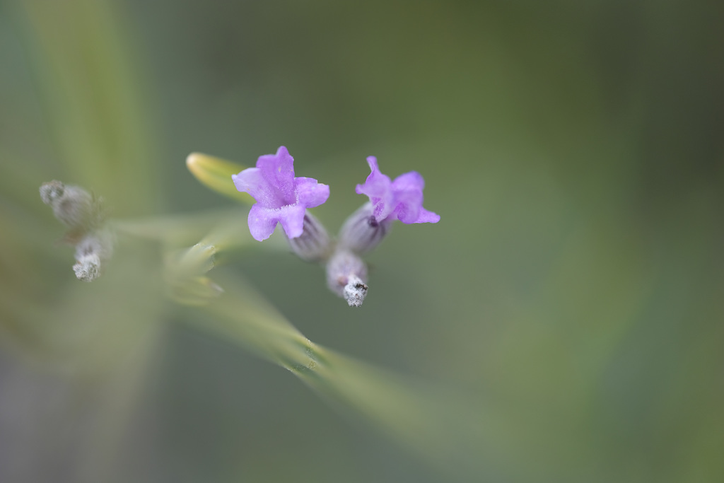 DSCF5746