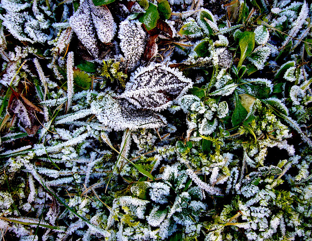 colors of winter