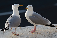 EOS 6D Peter Harriman 07 43 28 18065 Gulls dpp