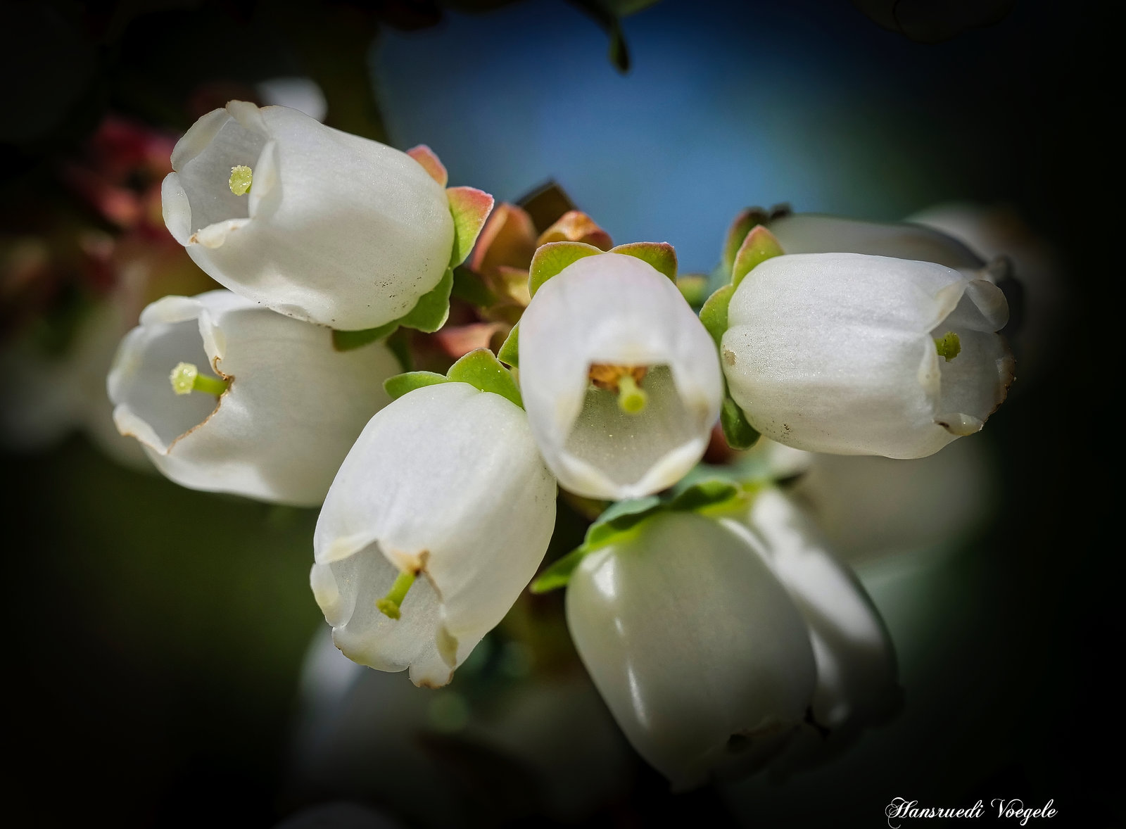 Heidelbeeren Blüten