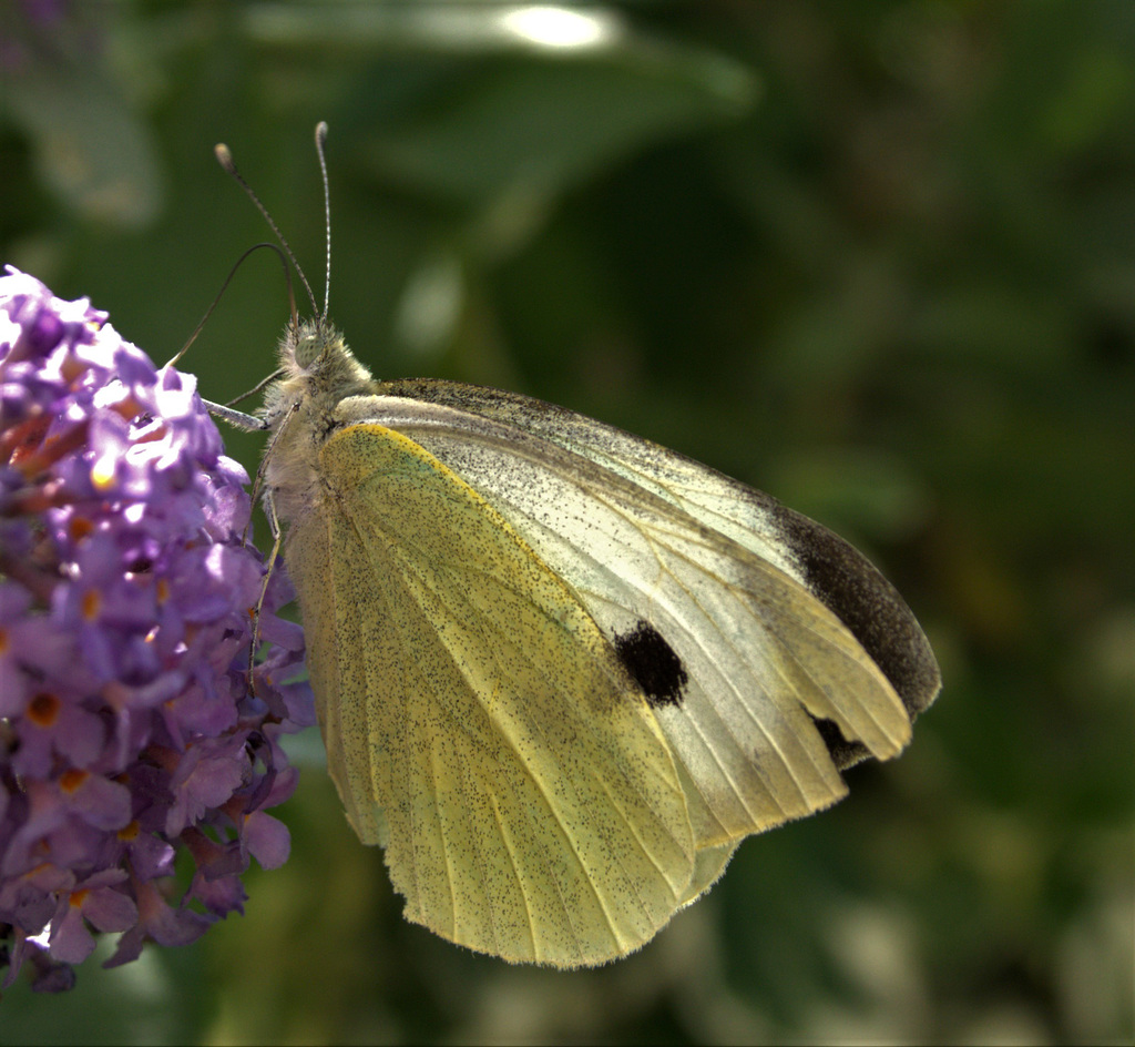 Large White. Pieris brassicae