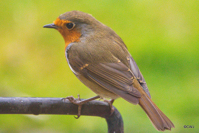 The Young Orchard Robin